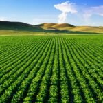 Đất Nông Nghiệp Là Gì? Toàn Tập Về Loại Đất Quan Trọng Này