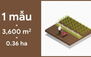 1-mau-bao-nhieu-m2-bi-quyet-chuyen-doi-dat-dai-chinh-xac-nha_272