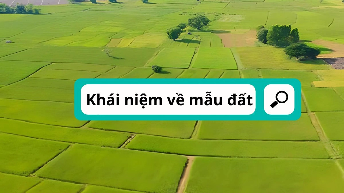 Đơn vị 'mẫu' là gì?